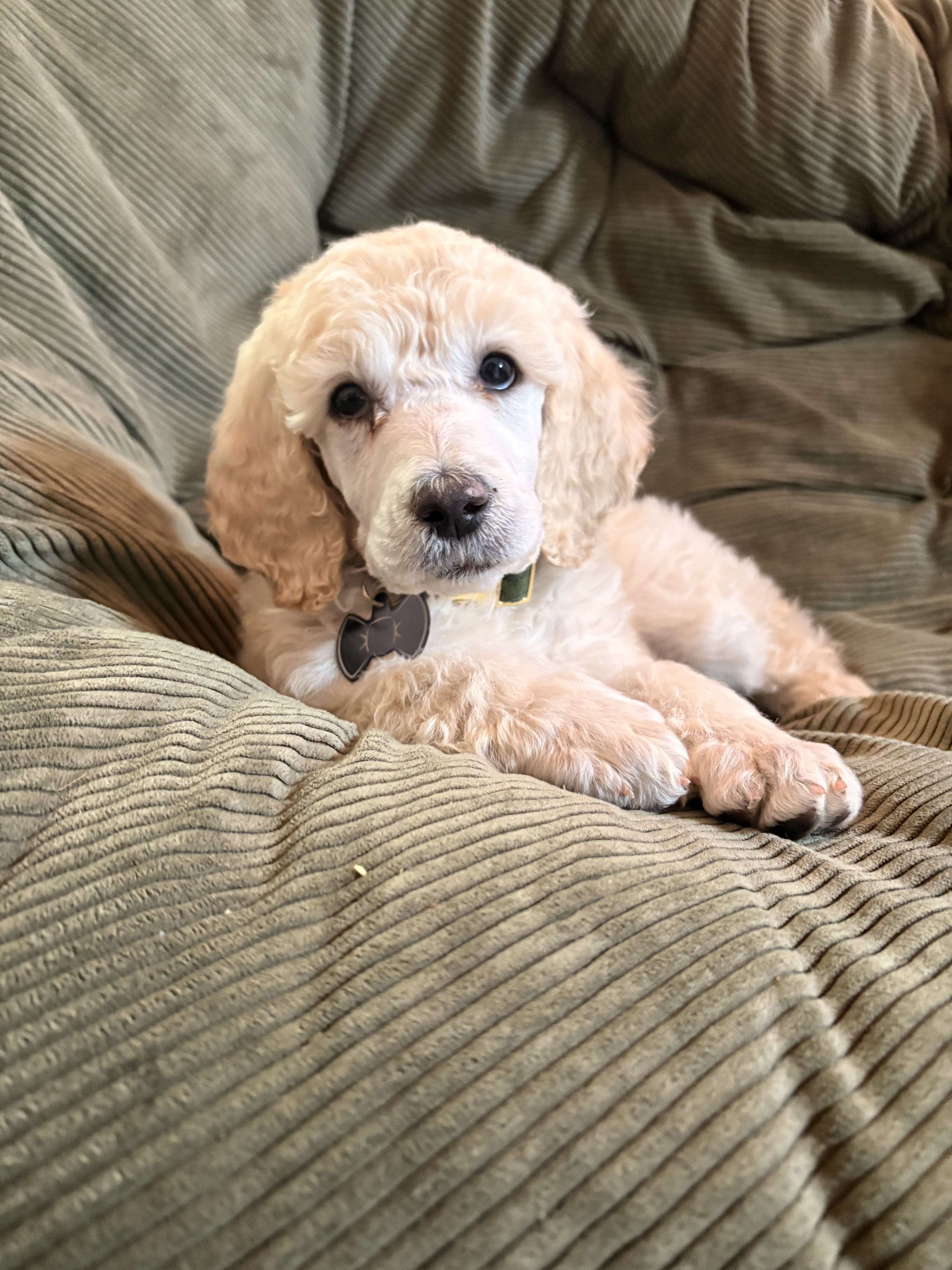 Darla as a puppy