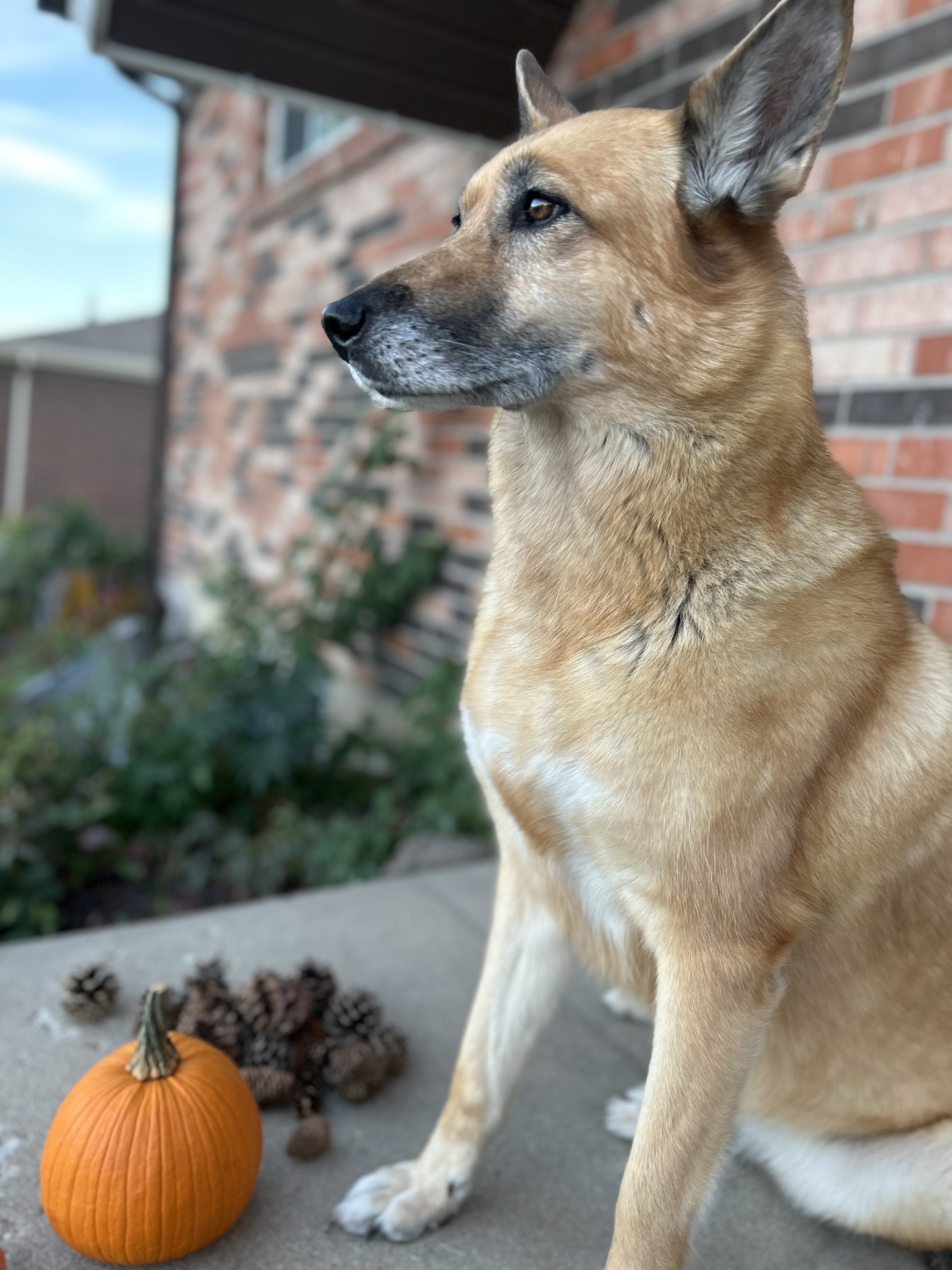 Kylee