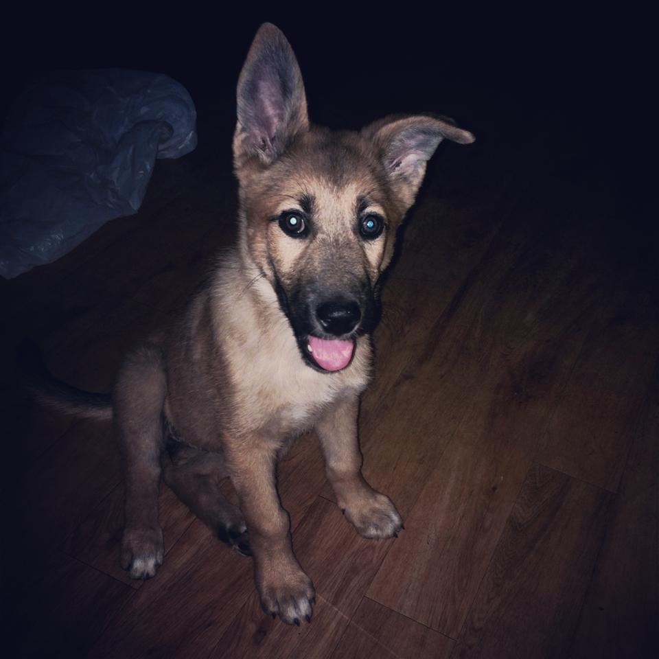 Kylee as a puppy